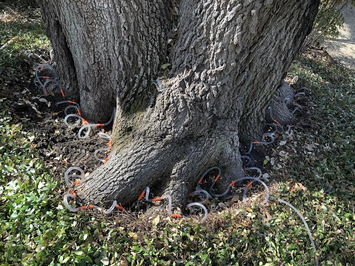 Detailed Tree Cabling and Bracing job site in Shelburn