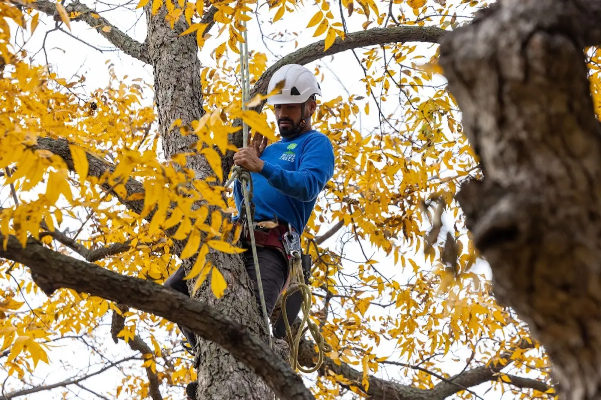 Skilled Tree Pruning crew working in Shelburn