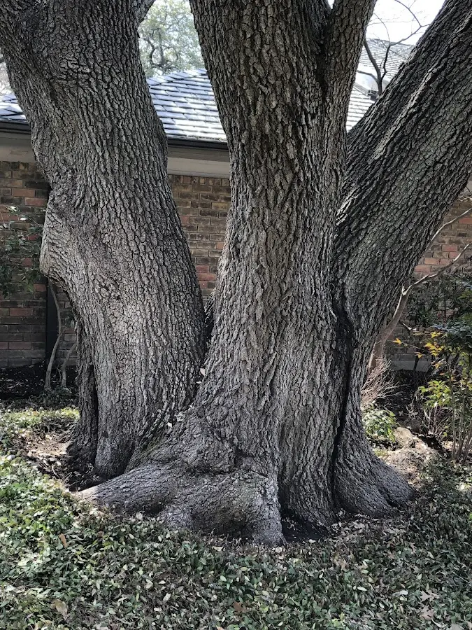 Mature heritage tree close to a Shelburn property cared for by certified arborists
